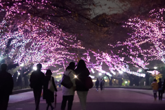 秋の夜桜