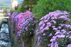 用水路に咲く花