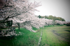 桜のある風景