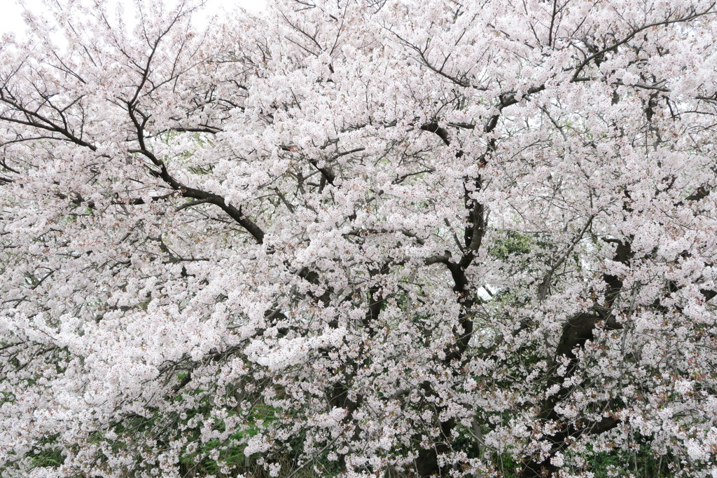 桜 千秋楽