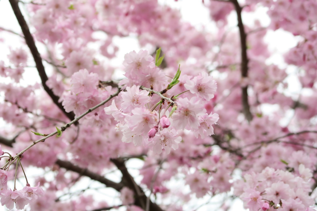 桜色