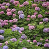 小田原城の紫陽花