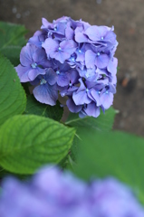 鎌倉の紫陽花