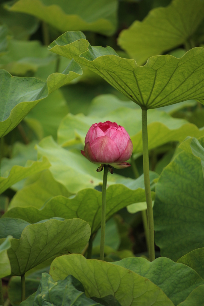 小田原城　開花前の蓮