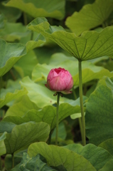小田原城　開花前の蓮