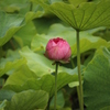 小田原城　開花前の蓮