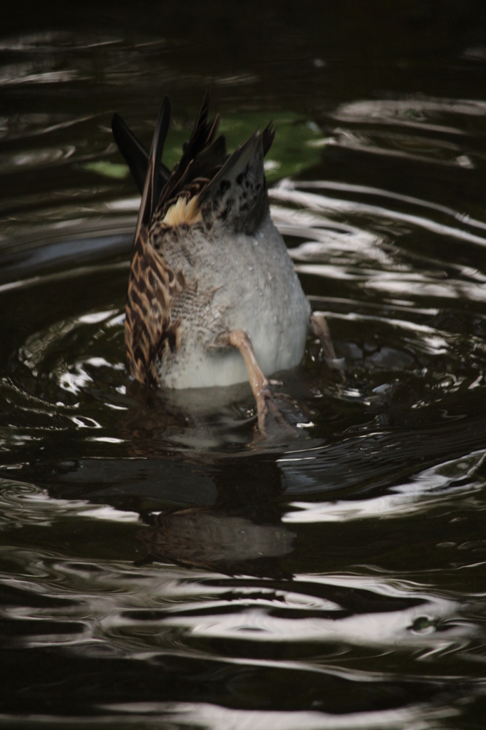 カモの水浴び