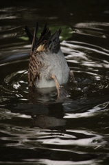 カモの水浴び