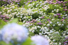 小田原城の紫陽花