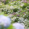 小田原城の紫陽花