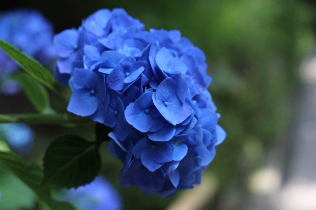 鎌倉の紫陽花