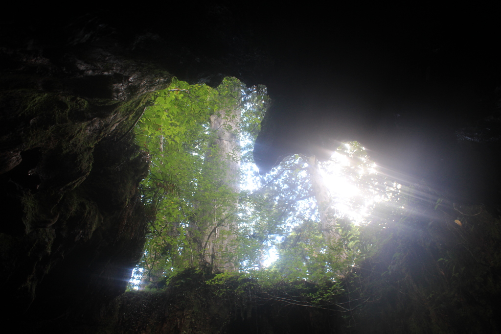 屋久島のウィルソン株