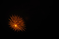 夜菊
