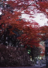 紅葉2
