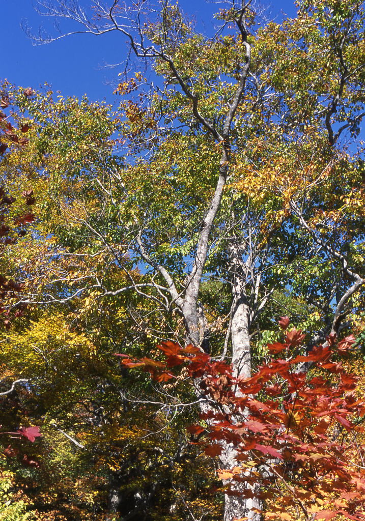 紅葉1