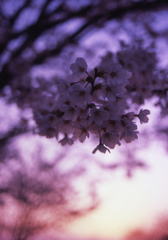 おいらん夕桜2
