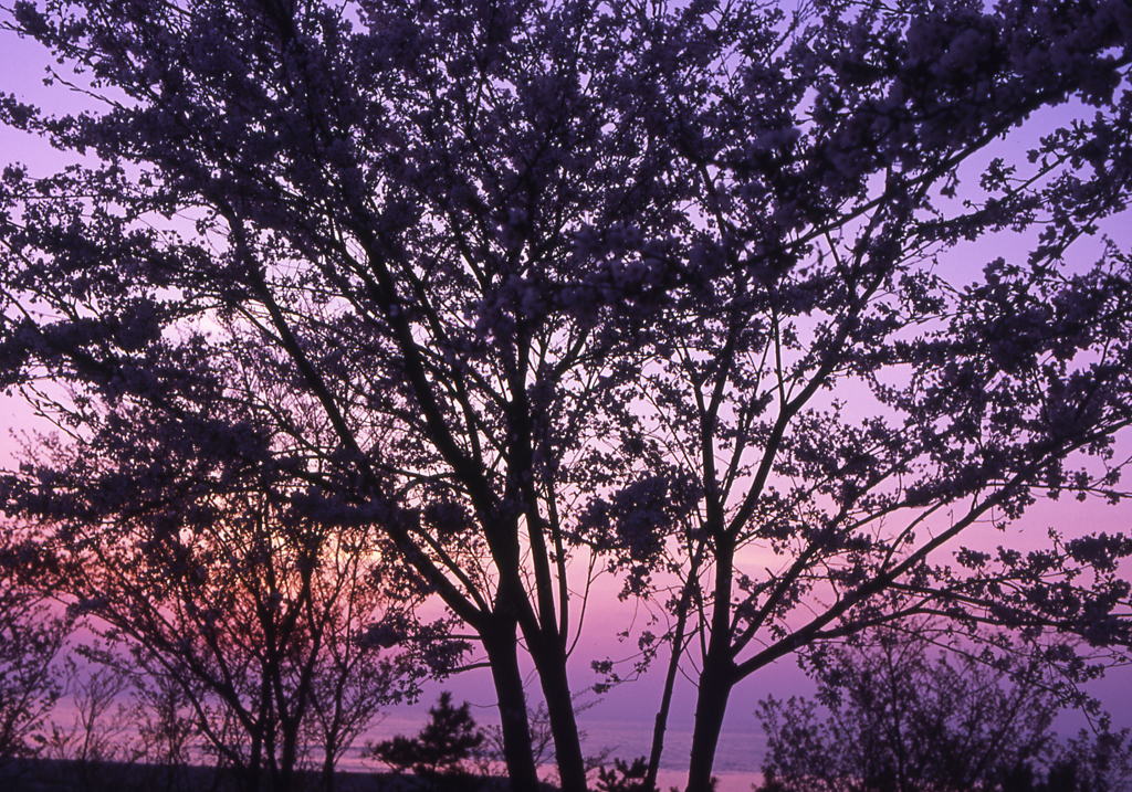 おいらん夕桜1