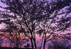 おいらん夕桜1
