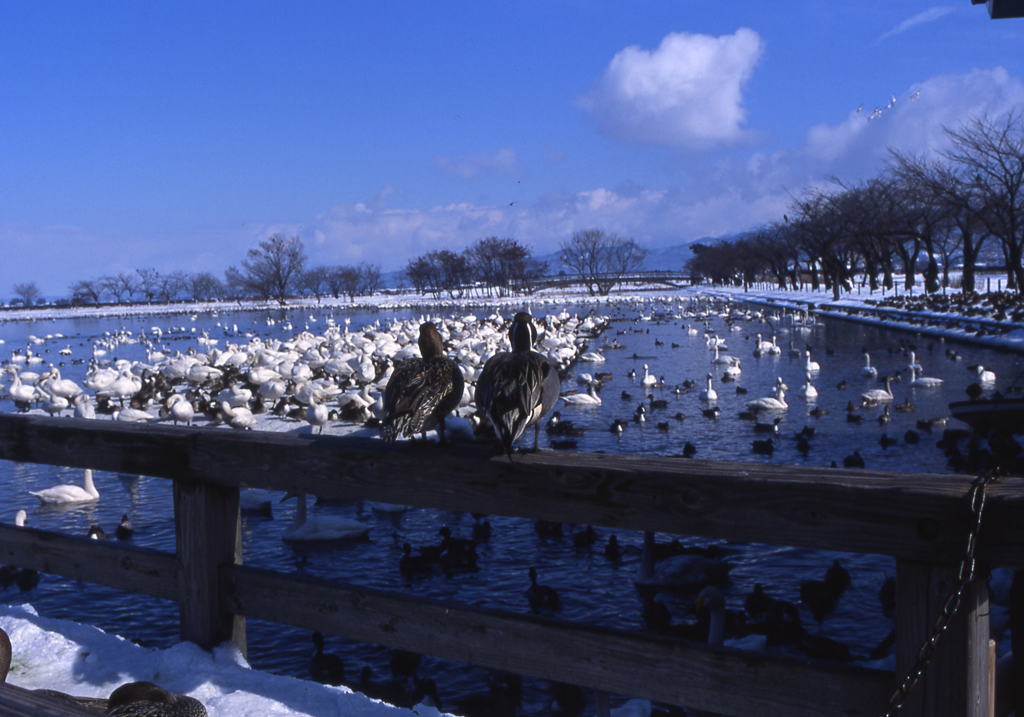 瓢湖の寄り添い