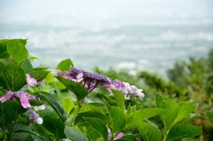 善峯寺の紫陽花