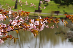 水際の桜