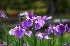 万博の菖蒲田2