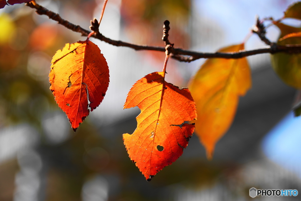 紅葉の季節