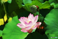 蓮の花