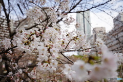 今年の桜