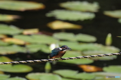 カワセミ 2