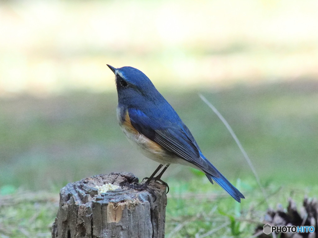 ルリ君で解像確認5