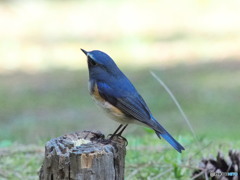 ルリ君で解像確認5