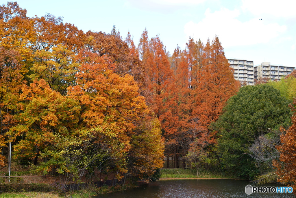 今年の紅葉