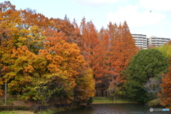 今年の紅葉