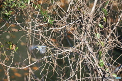 シジュウカラ 飛ぶ