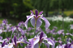 花菖蒲3