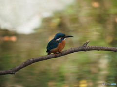 久し振りのカワセミ