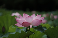 万博　蓮田1
