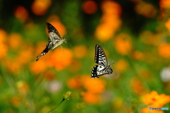 コスモスとアゲハ蝶3