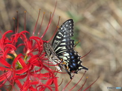 彼岸花とアゲハ蝶