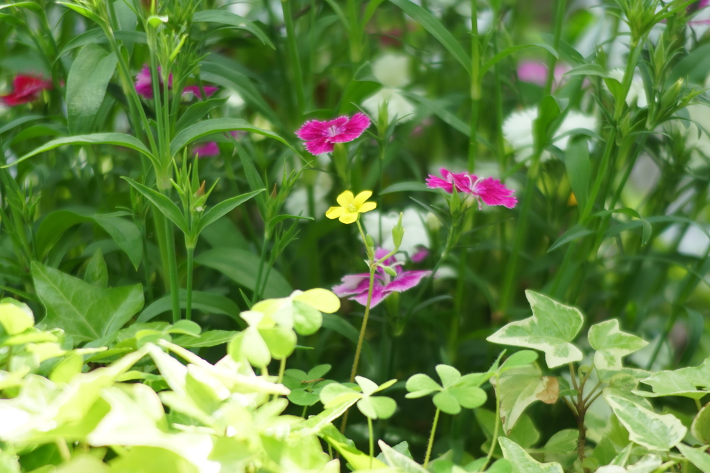 散歩道の花
