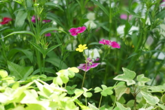 散歩道の花