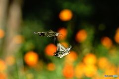 コスモスとアゲハ蝶2