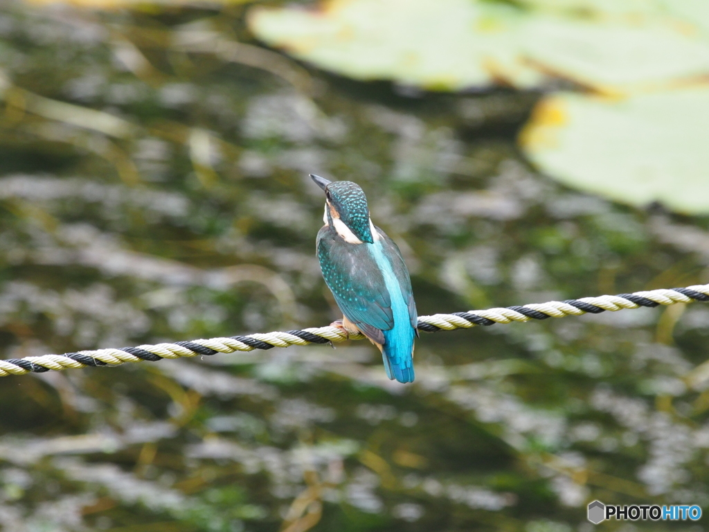 久し振りのカワセミ