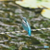 久し振りのカワセミ