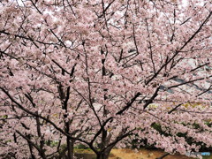 雨の中で満開