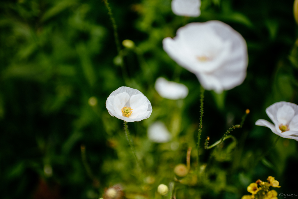 白い花びらに