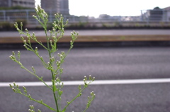 R0011796
