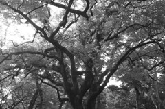 R0011808