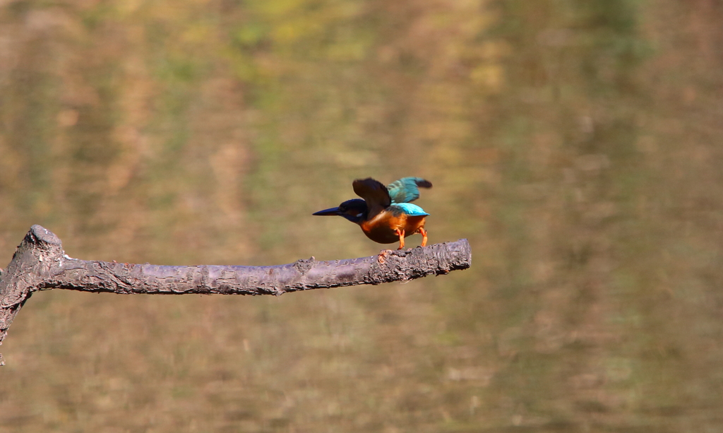 離陸＾＾！！！・・・しかけ